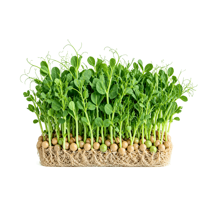 Микрозелень смесь нут/горох