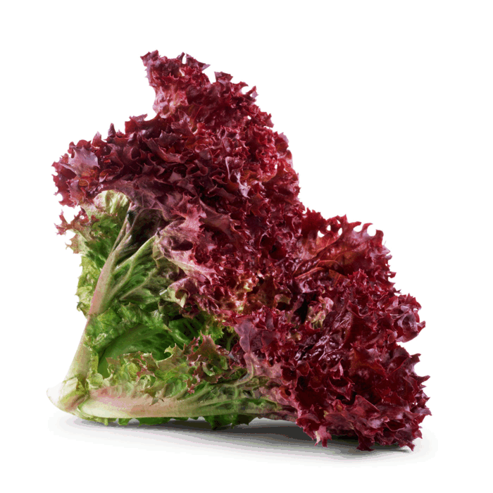 Лолло Росса вес.